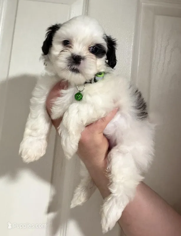 Rocky  – Shihpoo puppy for sale in Phoenix, AZ