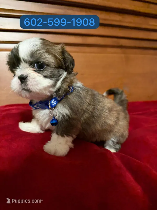 Max – Mal Shi puppy for sale in Phoenix, AZ