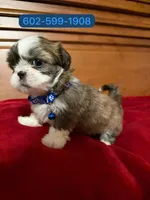 Max, a female Mal Shi for sale in Phoenix, AZ – 1 of 1