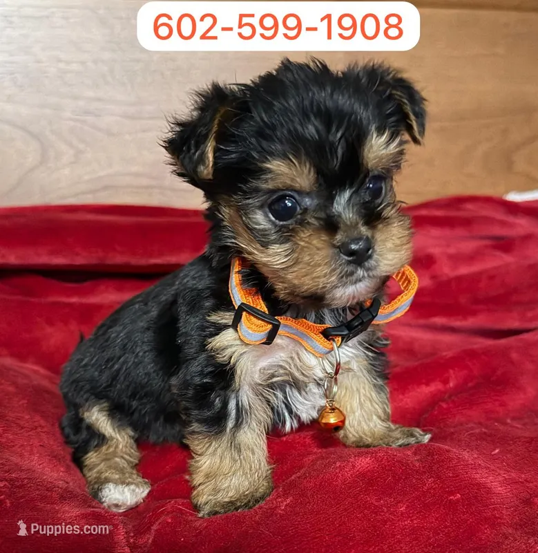 Mateo, a male Yorkshire Terrier for sale in Phoenix, AZ – 1 of 1