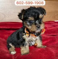 Mateo, a male Yorkshire Terrier for sale in Phoenix, AZ – 1 of 1