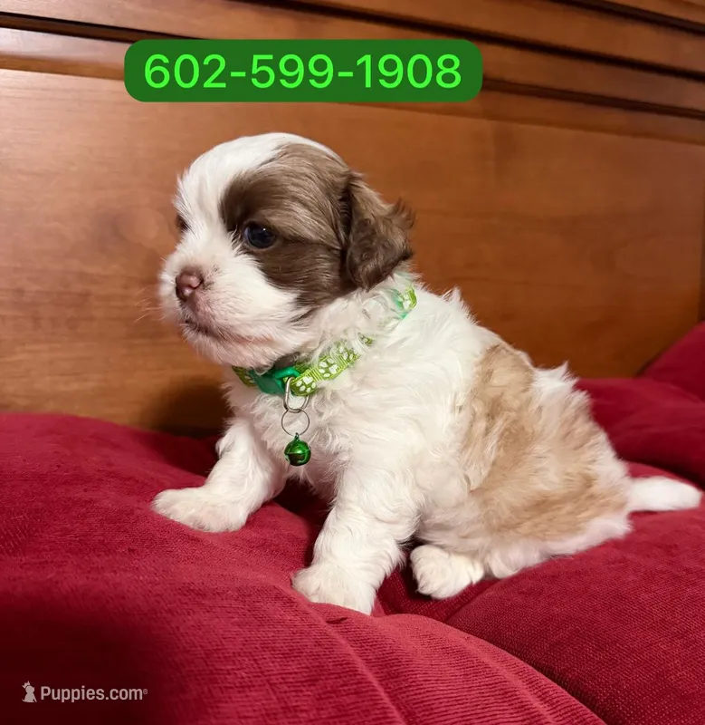 Maylo – Shihpoo puppy for sale in Phoenix, AZ