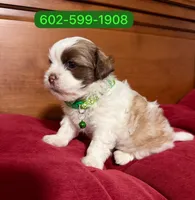 Maylo, a male Shihpoo for sale in Phoenix, AZ – 1 of 1