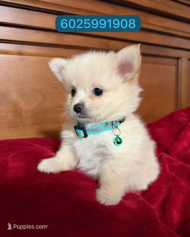 Lucas – Pomchi puppy for sale in Phoenix, AZ