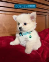 Lucas, a male Pomchi for sale in Phoenix, AZ – 1 of 1