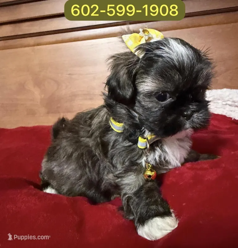 Ema – Shih Tzu puppy for sale in Phoenix, AZ