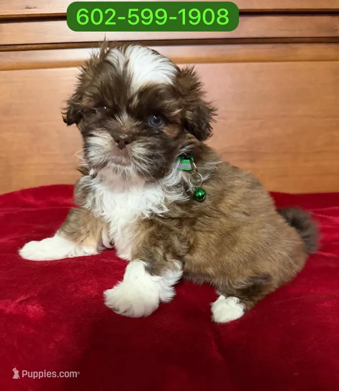 Zeus, a male Shih Tzu for sale in Phoenix, AZ – 1 of 1