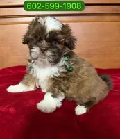 Zeus, a male Shih Tzu for sale in Phoenix, AZ – 1 of 1