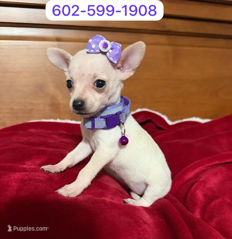 Roxy  – Chihuahua puppy for sale in Phoenix, AZ