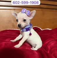 Roxy , a female Chihuahua for sale in Phoenix, AZ – 1 of 1