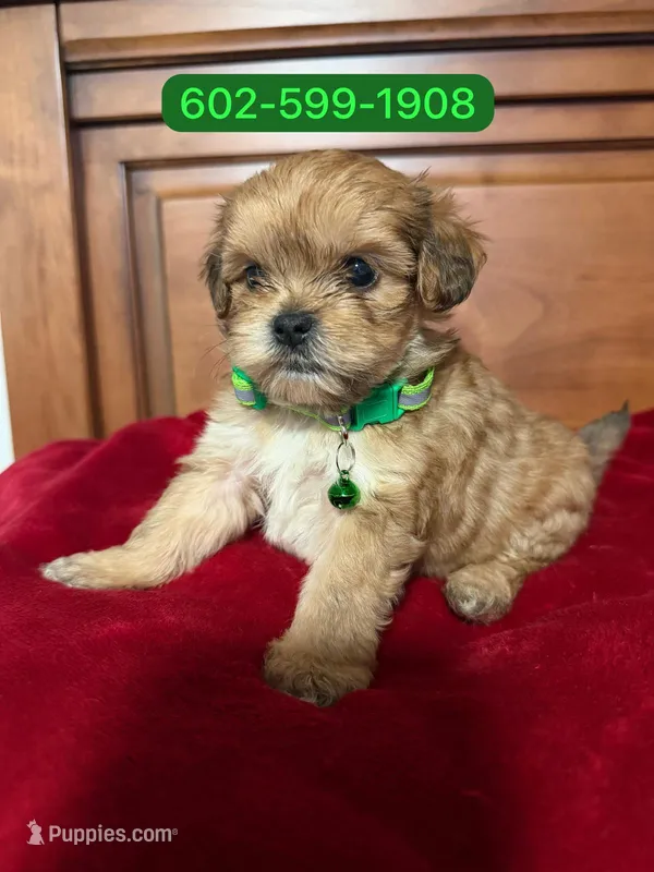Max – Maltipoo puppy for sale in Phoenix, AZ