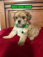 Max, a male Maltipoo for sale in Phoenix, AZ – 1 of 1