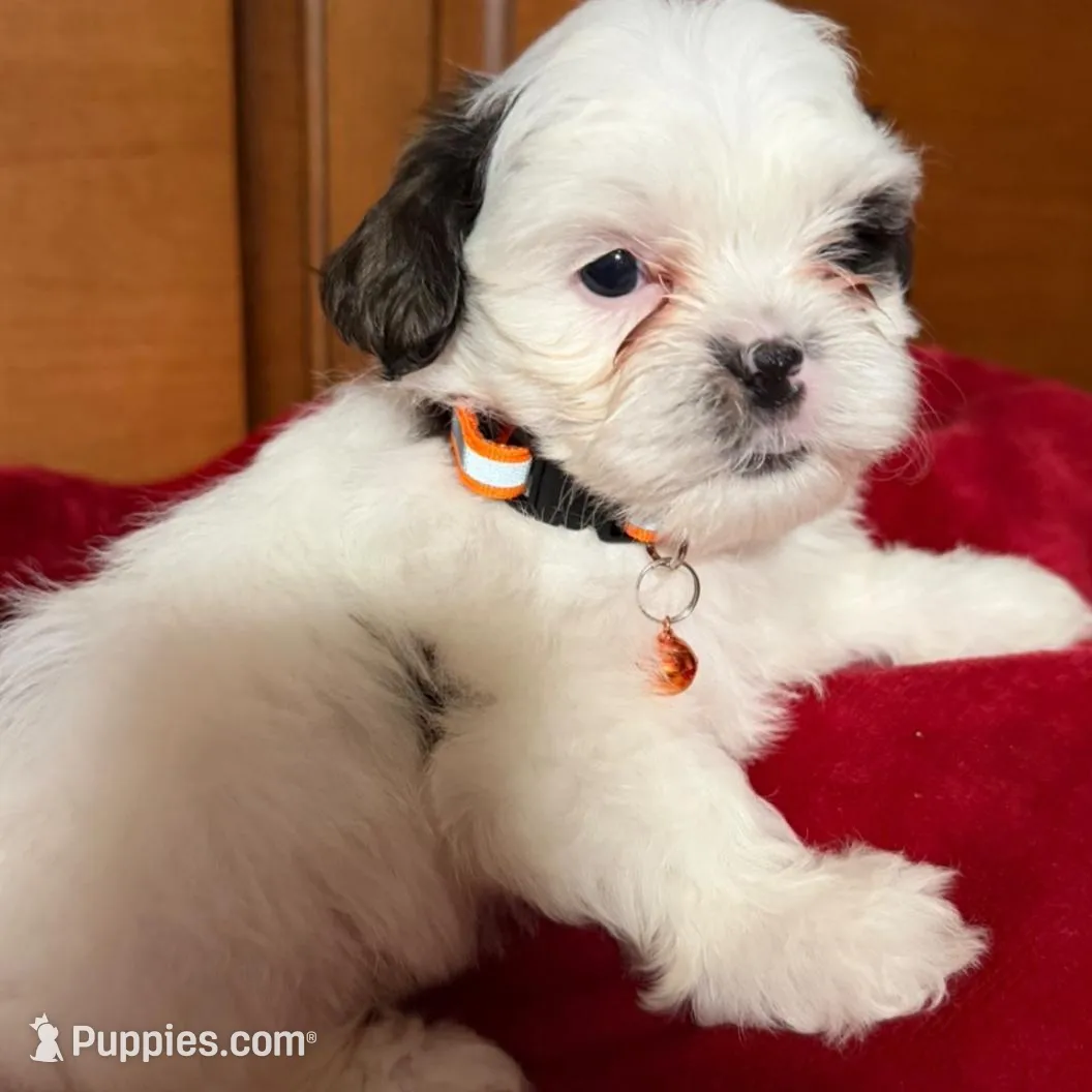 Max – Shihpoo puppy for sale in Phoenix, AZ