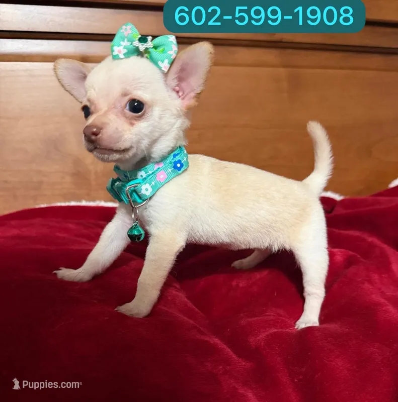 Ema – Chihuahua puppy for sale in Phoenix, AZ