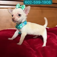 Ema, a female Chihuahua for sale in Phoenix, AZ – 1 of 1