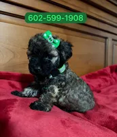 Roxy, a female Poodle - Miniature  for sale in Phoenix, AZ – 1 of 1