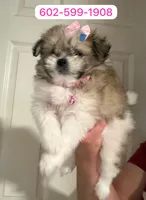 Roxy, a female Maltese and Shih Tzu for sale in Phoenix, AZ – 1 of 1