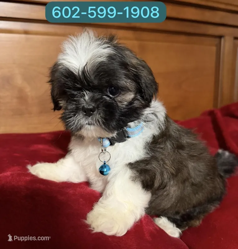 Maylo, a male Shih Tzu for sale in Phoenix, AZ – Photo 1 of 1