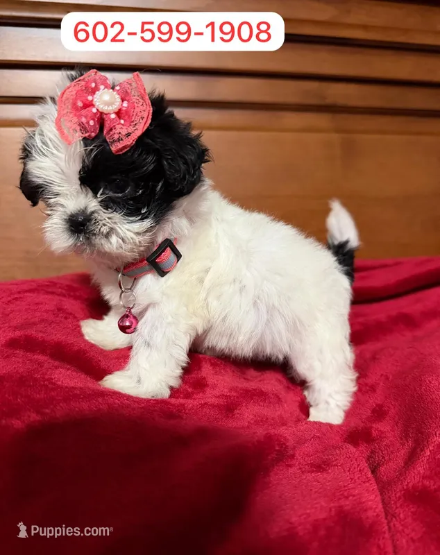 Danna – Shih Tzu puppy for sale in Phoenix, AZ