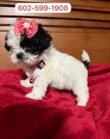 Danna, a female Shih Tzu for sale in Phoenix, AZ – 1 of 1
