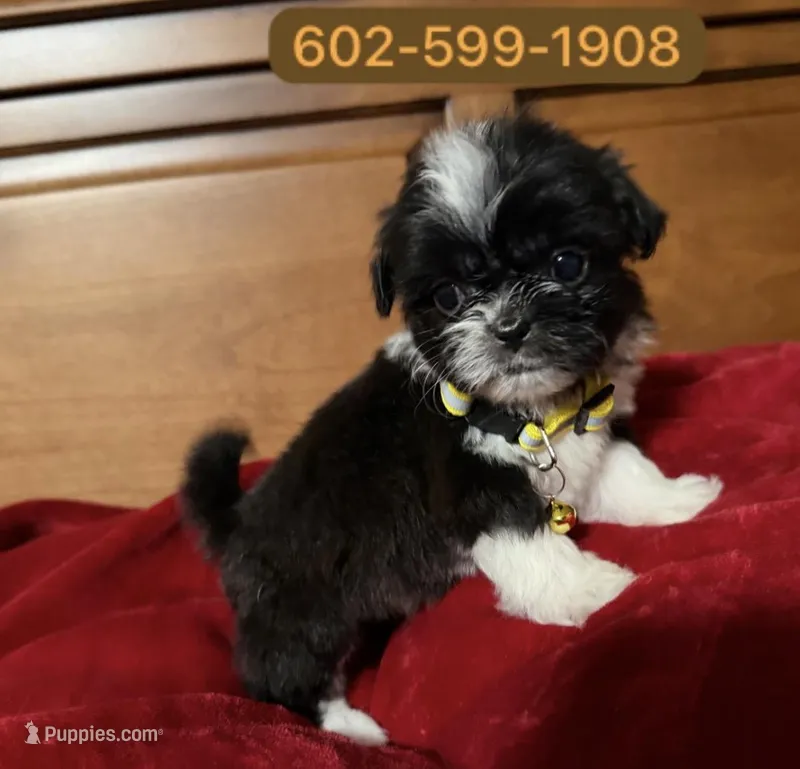Mateo – Shihpoo puppy for sale in Phoenix, AZ