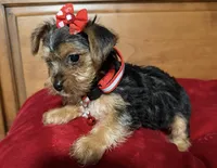 Ema, a female Yorkshire Terrier for sale in Phoenix, AZ – Photo 2 of 3