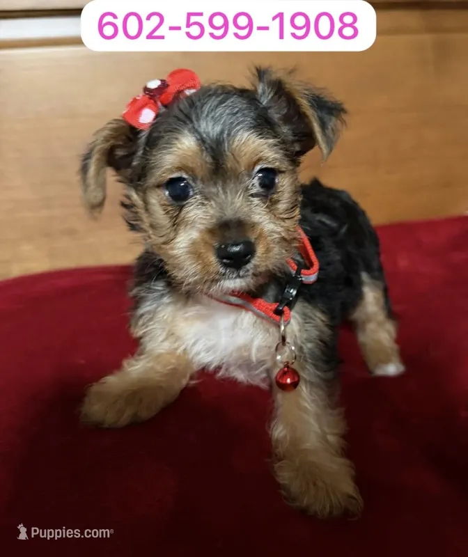 Ema – Yorkshire Terrier puppy for sale in Phoenix, AZ