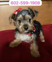 Ema, a female Yorkshire Terrier for sale in Phoenix, AZ – Photo 1 of 3