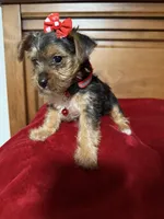 Ema, a female Yorkshire Terrier for sale in Phoenix, AZ – Photo 3 of 3