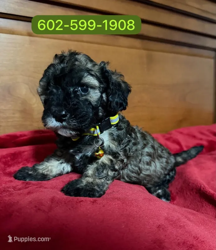 Max – Poodle - Miniature  puppy for sale in Phoenix, AZ
