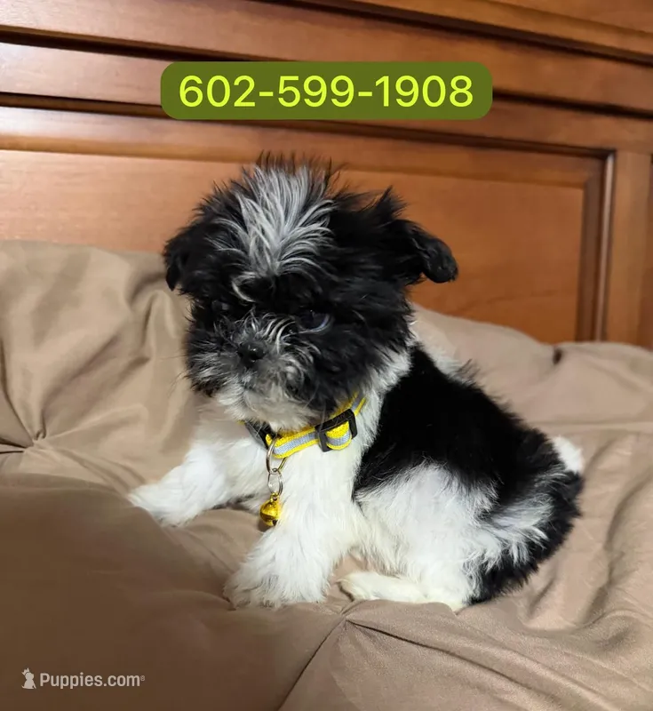 Bruno – Shih Tzu puppy for sale in Phoenix, AZ