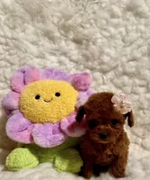 Summer tiny toy deep red, a female Poodle - Toy  for sale in Los Angeles, CA – 3 of 4
