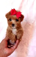 Gracie teacup, a female Poodle - Toy  for sale in Los Angeles, CA – Photo 2 of 7