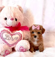 Gracie teacup, a female Poodle - Toy  for sale in Los Angeles, CA – Photo 7 of 7