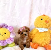 Gracie teacup, a female Poodle - Toy  for sale in Los Angeles, CA – Photo 6 of 7