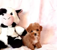 Gracie teacup, a female Poodle - Toy  for sale in Los Angeles, CA – Photo 4 of 7