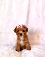 Gracie teacup, a female Poodle - Toy  for sale in Los Angeles, CA – Photo 3 of 7