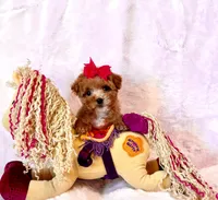 Gracie teacup, a female Poodle - Toy  for sale in Los Angeles, CA – Photo 5 of 7