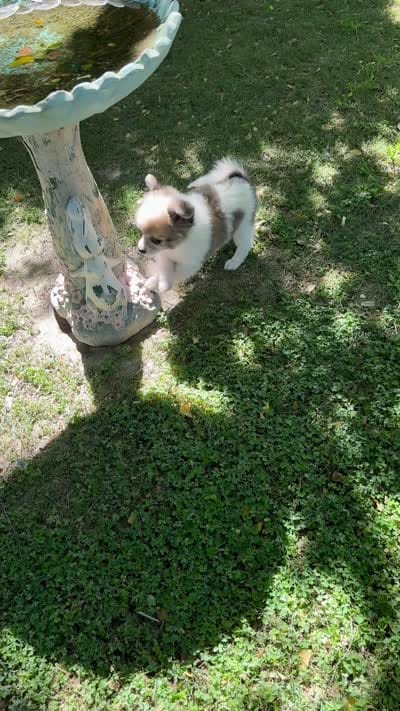 Kimi teacup Pompoo , a male Pomeranian for sale in Los Angeles, CA – 4 of 4