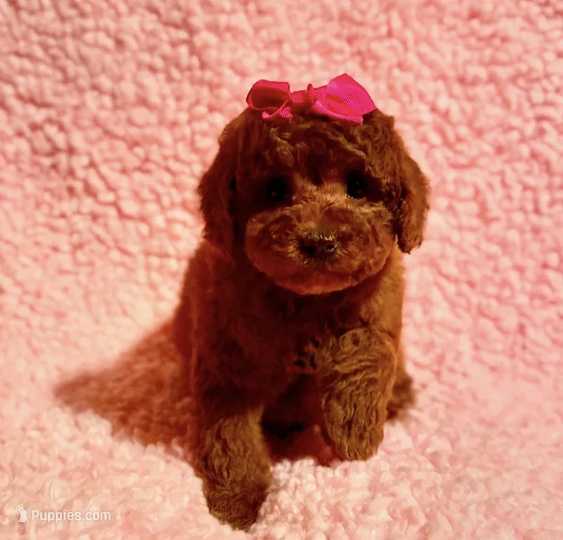 Molly – Poodle - Toy  puppy for sale in Los Angeles, CA