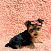 Ella teacup, a female Yorkshire Terrier for sale in Los Angeles, CA – 2 of 8