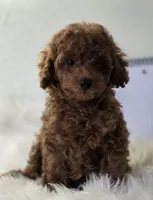 Jay-Jay deep red toy, a male Poodle - Toy  for sale in Los Angeles, CA – 2 of 3