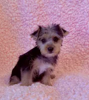 Melody toy, a female Yorkshire Terrier for sale in Los Angeles, CA – 2 of 7