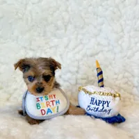 Blue tiny toy, a male Yorkshire Terrier for sale in Los Angeles, CA – 4 of 8