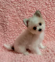 Kitty  teacup , a female Pomeranian and Poodle - Toy  for sale in Los Angeles, CA – 6 of 8