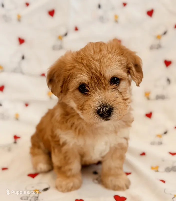 Russ – Yorkshire Terrier, Poodle - Toy  puppy for sale in Los Angeles, CA