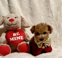 Junior, a male Poodle - Toy  for sale in Los Angeles, CA – 2 of 5