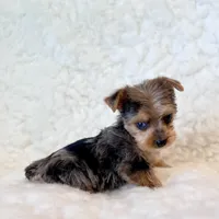 Blue tiny toy, a male Yorkshire Terrier for sale in Los Angeles, CA – 1 of 8