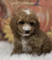 Sofie red Parti toy, a female Poodle - Toy  for sale in Los Angeles, CA – 3 of 5