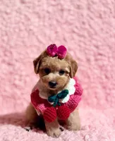 Precious toy female, a female Poodle - Toy  for sale in Los Angeles, CA – 1 of 7